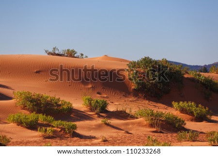 Reserve Coral Pink sand dunes in the U.S.. Low bushes prominently stand out against a pink-orange sand