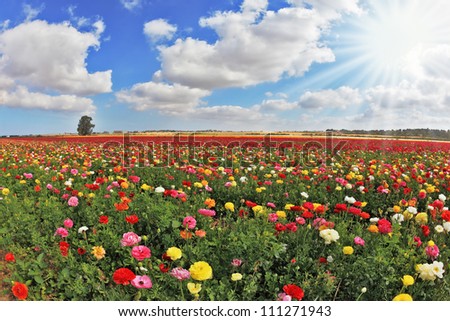 Warm April in the hot South. Multi-color huge field of blossoming garden buttercups