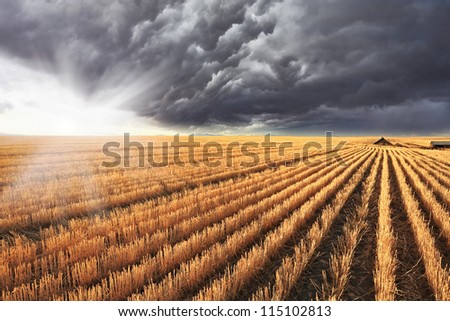 A huge storm cloud is almost completely covered the sky.  Shining sun peeks out from under the clouds.   The harvest in the fields of Montana