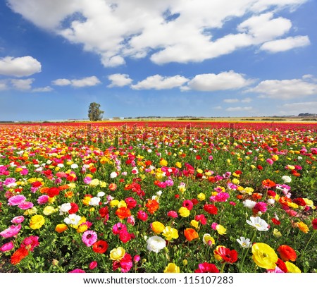 The Boundless Field, Blooming Colorful Garden Buttercups. The 