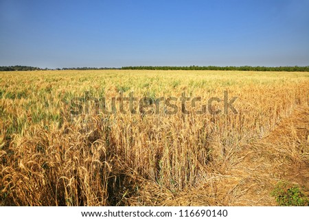 The big yellow field before harvesting. Israel, the first spring crop