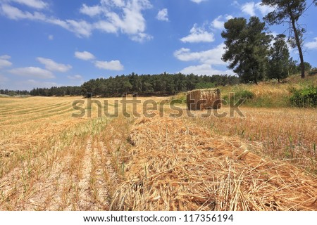 The rural idyll. Wheat field and a stack of wheat at the edge of the forest
