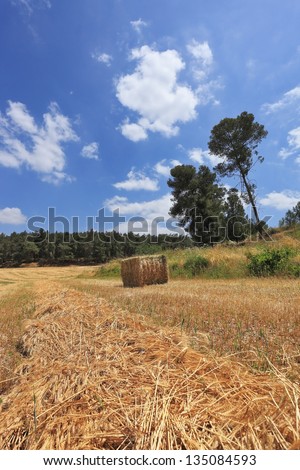 Wheat field and a stack of wheat at the edge of the forest. The rural idyll