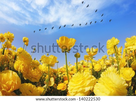 Triangular flock of cranes flying over a field of pretty yellow blooming ranunculus