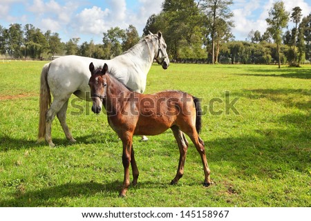 Riding school and breeding of thoroughbred horses. White horse with the foal. Green lawn for walking of Arabian horses