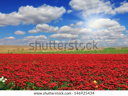 Cumulus clouds float across the sky.  Boundless rural field with flowers red garden buttercups. Flowers are grown for sale and trade
