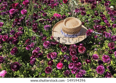 Fashionable ladies\' straw hat left on the field of flowers. Field belongs to the farm-growing buttercup-ranunculus,s for export