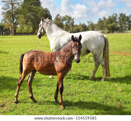 White horse with his bay colt on green lawn. Riding school and breeding of thoroughbred horses
