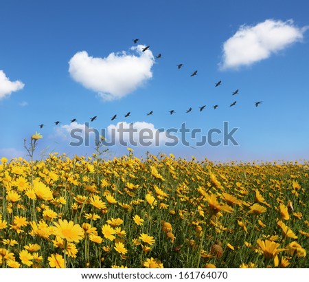 Triangular flock of cranes flying over a field of pretty yellow buttercups