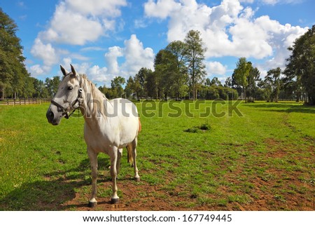 White horse grazing in a green  lawn. Pension for breeding purebred Arabian horses
