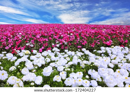 Boundless rural field with flowers red garden buttercups. Flowers are grown for sale and trade