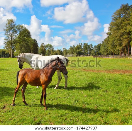 White horse with a foal on a green lawn for walking of Arabian horses.  Riding school and breeding of thoroughbred horses