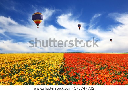 Beautiful spring weather, three balloons flying over the field. The huge field of white, red and yellow buttercups (Ranunculus asiaticus). The picture was taken Fisheye lens