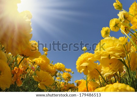 Picturesque field of beautiful yellow buttercups ranunculus. The spring sun shines brightly gorgeous flowers