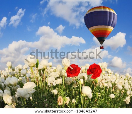 Field with blooming white buttercups. Flying over flowers huge multicolored balloon. Spring in the south