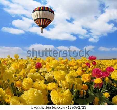 Picturesque field of beautiful yellow buttercups. In a clear sky flying multicolored balloon. Spring in Israel