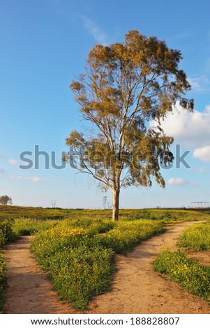 The dirt road forks around a lone tree among the daisies. Scenic cumulus clouds. Sunset