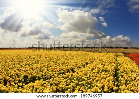 The spring sun shines brightly gorgeous flowers. Picturesque field of beautiful yellow buttercups ranunculus