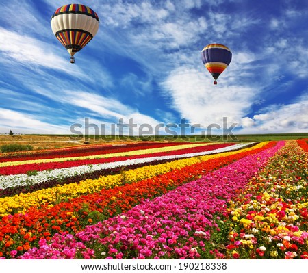 Great multicolored rural field with flowers.  Over field flies the huge air balloon