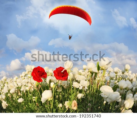 Field of white garden buttercups ranunculus asiaticus, among which grow two red buttercups. Big red parachute flies over the field