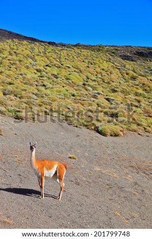Magic country Patagonia. Gravel road between the mountains and trusting guanaco -  small camel. National Park Torres del Paine in Chile