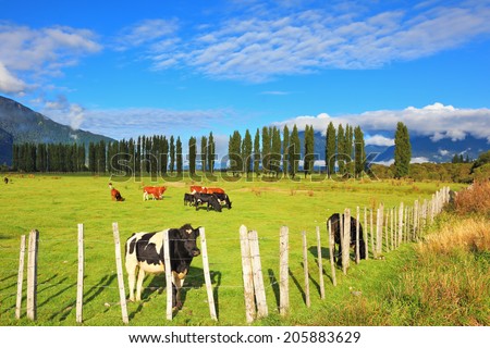 Rural idyll in Chilean Patagonia. Orange and black cow grazing on grass field. Field fenced low fence