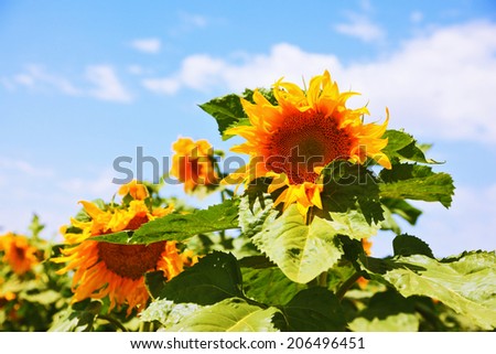 Two large bright yellow sunflower head on a nice sunny day. Photo of sunflower close-up on a background of the cloudy sky