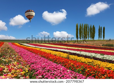 The huge balloon flying over colorful floral field. Flowers and seeds for sale