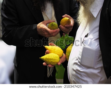 Religious Jews chooses ritual plant - citron- on the bazaar on the eve of Sukkoth. September 22, 2010, Sukkoth market, Bene Brak, Israel