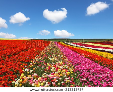 Blooming red and yellow buttercups in spring. Kibbutz huge flower fields
