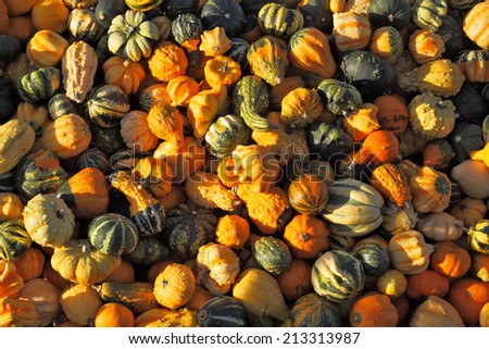 Autumn pumpkin holiday - Halloween. Gorgeous mature colorful pumpkins picturesque piles spread out on the grass. The sun shines all the warm light