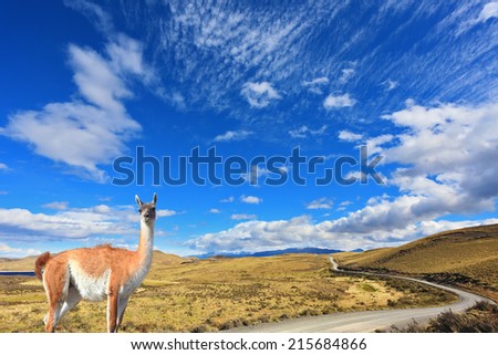 Gravel road between the mountains and trusting guanaco -  small camel. National Park Torres del Paine in Chile