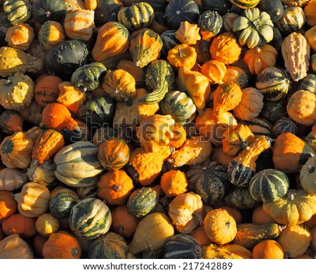 Autumn pumpkin holiday - Halloween. Gorgeous mature colorful pumpkins picturesque piles spread out on the grass. The sun shines all the warm light