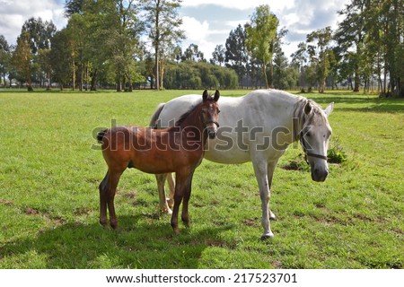 The horse with the foal. Riding school and breeding of thoroughbred horses. Green lawn for walking of Arabian horses