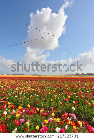 Huge fields of peony garden ranunculus grow in the southern country. Spring flowering