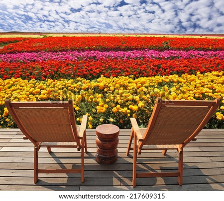 Field of multi-colored decorative buttercups \
