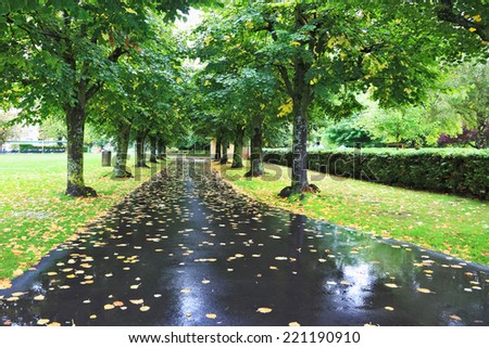 Alley after a rain. Wet asphalt covered with fallen leaves