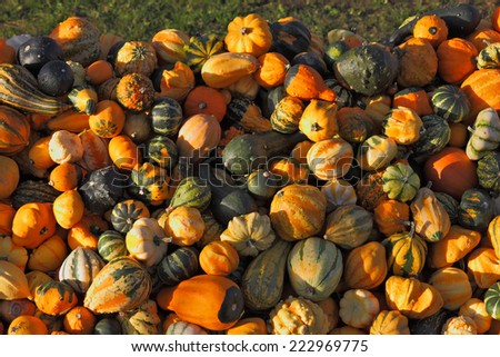 Autumn pumpkin holiday - Halloween. Gorgeous mature green, striped and orange pumpkins spread out on the grass. The sun shines all the warm light