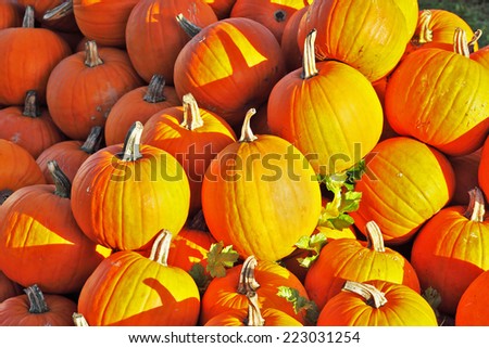 Sunset warm light illuminates all. Autumn holiday - Halloween. Gorgeous mature orange pumpkin picturesque piles spread out on the grass