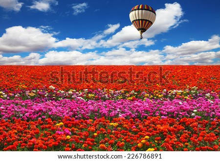 The huge balloon flying over colorful floral field. Flowers and seeds are grown for export
