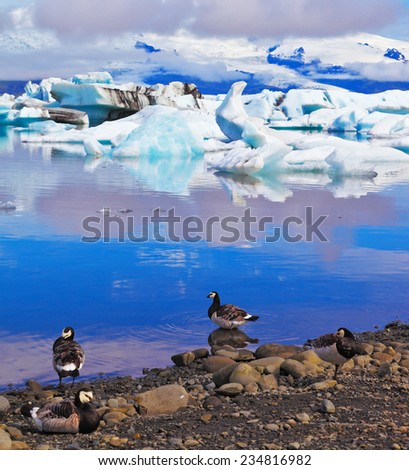 Floes floating in the ocean, and polar birds on the shore of the ocean lagoon. Yokulsarlon Glacial Lagoon in Iceland