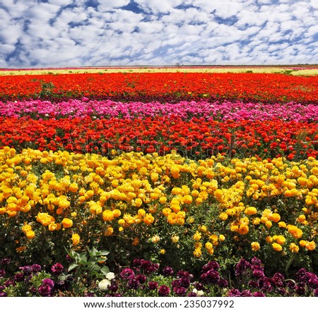 Flowers planted with broad bands of bright colors - red, yellow, pink and purple. Field of multi-colored decorative buttercups \