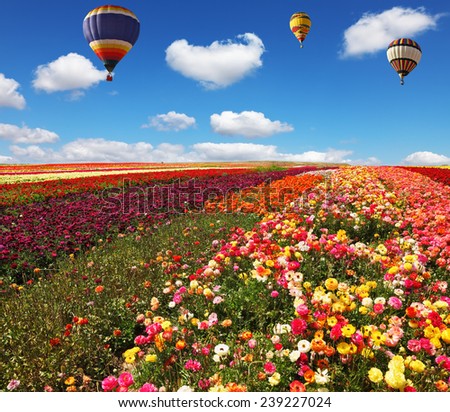 Three huge balloons flying over colorful floral field. Flowers and seeds are grown for export in Israel kibbutz fields