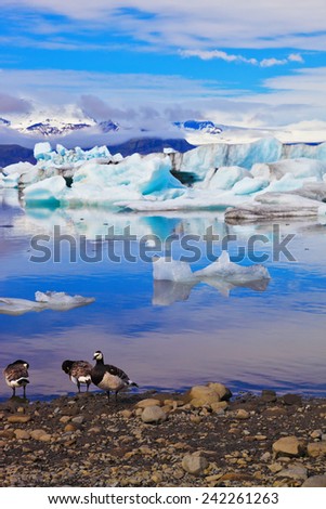 Floes floating in the ocean, and polar birds on the shore of the ocean lagoon.  Yokulsarlon Glacial Lagoon in Iceland