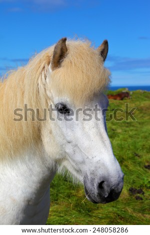 Portrait of a white horse with brown ears. Iceland in July. Farmer sleek horse