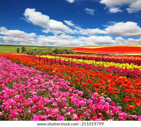 Flowers planted with broad bands of bright colors - red, yellow and pink. Field of multi-colored decorative buttercups \
