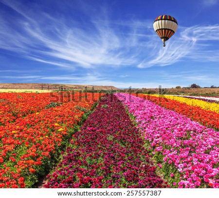 Spring windy day. Field of blooming buttercups ranunculus. Flowers planted with broad bands of bright colors - red, claret and pink. Huge balloon flies over a field
