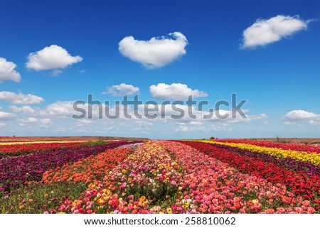 Field of multi-colored decorative flowers buttercups Ranunculus.  Flowers planted with broad bands of different colors. Spring fine day
