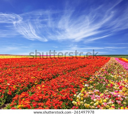 Bright festive red blooming field of buttercups. Cool and windy spring day