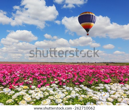 Field of the blossoming buttercups - ranunculus of white and lilac color. Windy spring day. Huge balloon flies over a field